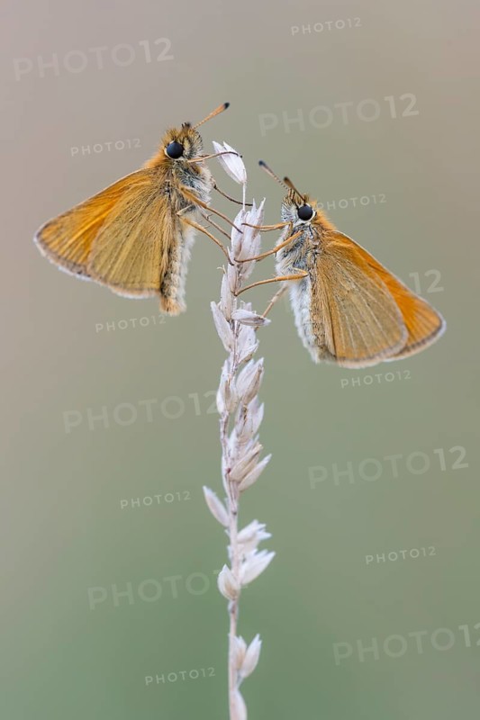 Large skipper (Ochlodes sylvanus), Ahlhorn, Lower Saxony, Germany