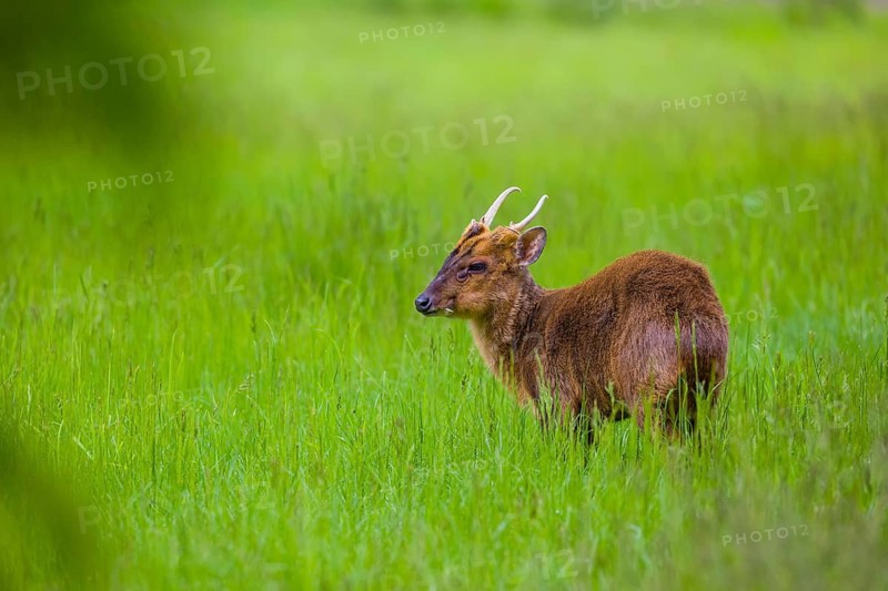 One male Reeves's muntjac (Muntiacus reevesi) stands on a green meadow