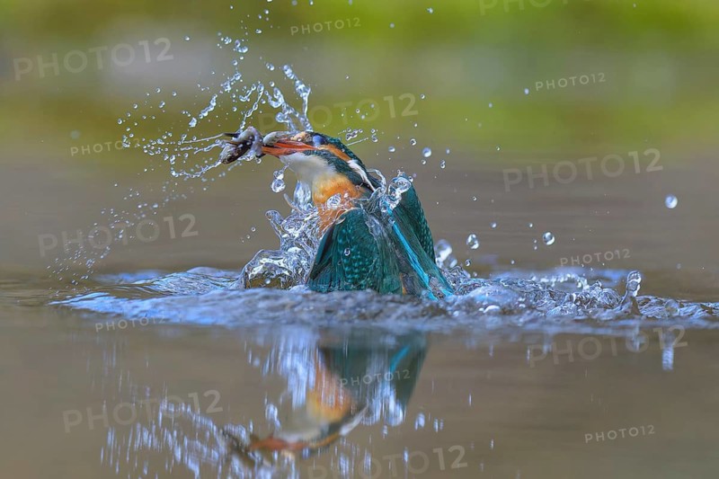 Kingfisher (Alcedo atthis), taking off from the water with a fish in its beak, Lechauen, Bavaria, Germany