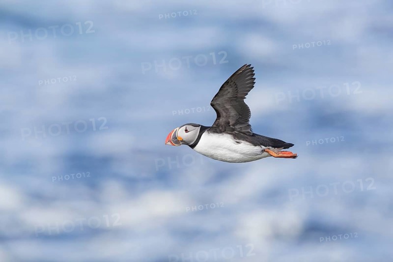 Atlantic Puffin (Fratercula arctica) flying, Iceland