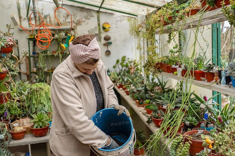 Older woman in pink knit headband and gardening gloves bends over a blue bucket to scoop potting soil with her gloved hand inside her home greenhouse, surrounded by succulents and trailing plants
