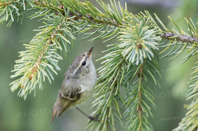 Humes Leaf Warbler - Tienschan-Laubsänger - Phyllsocopus humei ssp. humei, Kyrgyzstan