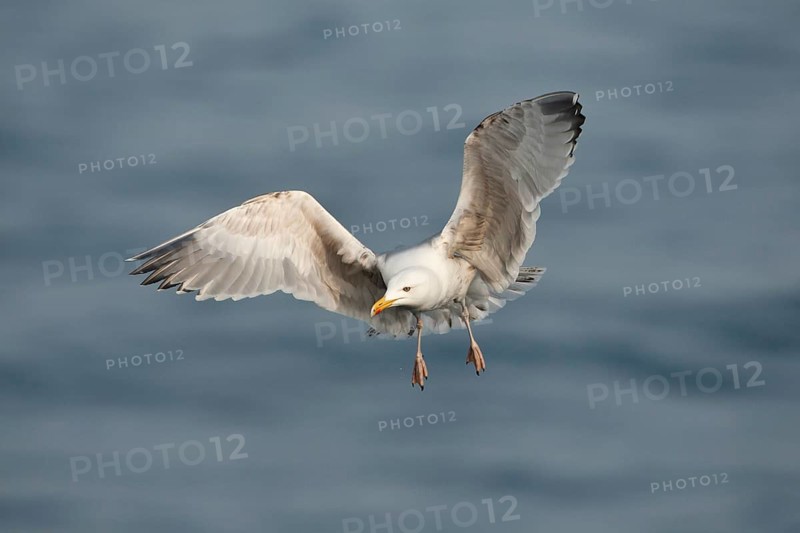 European Herring Gull (Larus argentatus) flying, Baltic Sea, Germany