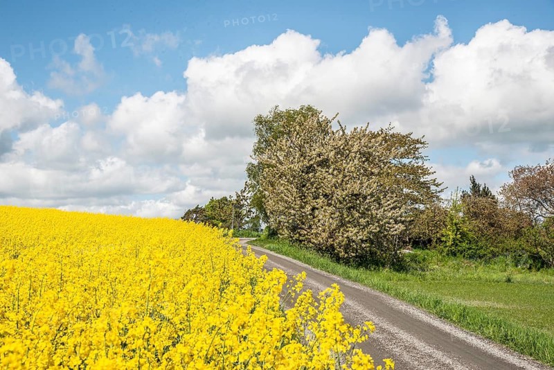Landscape with fields of yellow flowering rapeseed and a tiny road and flowering tree and cloud in Ystad municipality, Skåne county, Sweden, Scandinavia