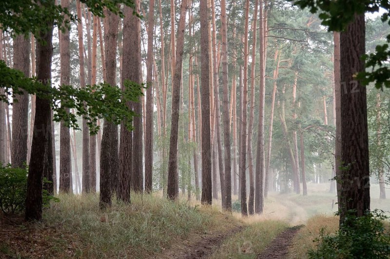 Barnim, Brandenburg, FFH area, Finow Valley, Finowtal-Pregnitzfließ, Germany, Natura 2000, Barnim nature park Park, Haze, Landscape, Nature Reserve, Nature Reserve, Fog, Summer