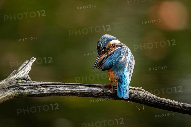 Common kingfisher (Alcedo atthis) during plumage care, Emsland, Lower Saxony, Germany