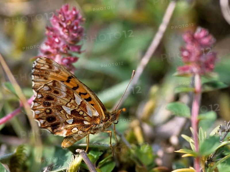 Boloria dia, clossiana dia, grove violet pearl butterfly, lean grass pearl butterfly, weaver's fritillary, butterfly, insects, butterfly, butterflies, butterflies