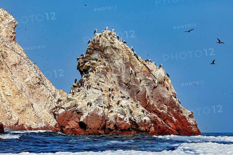 A rock full of birds rises steeply out of the sea under a clear, blue sky, The rocky coast of the Ballestas Islands near Paracas in Peru