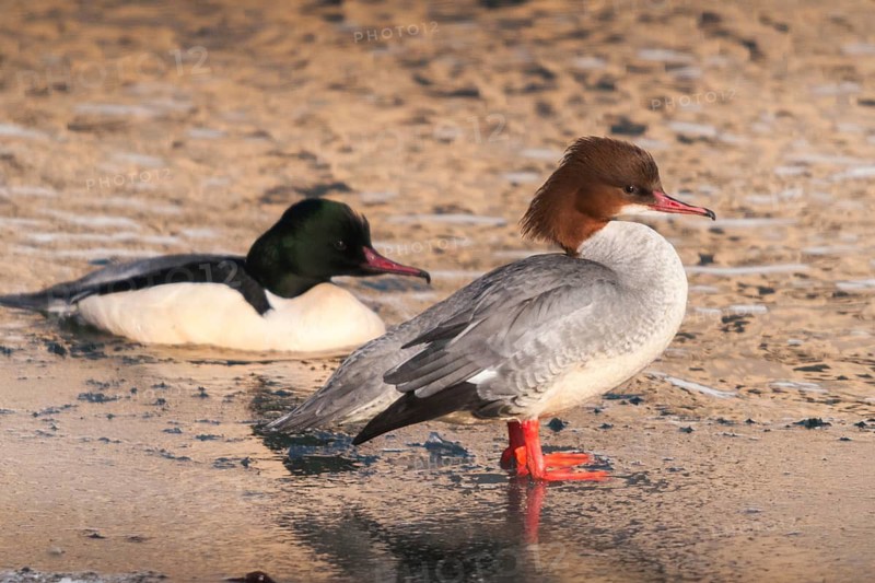 Goosander, goose säger, mergus merganser, anatidae, birds, duckbirds, female, male, säger, birds, waterbirds, waterbirds, female