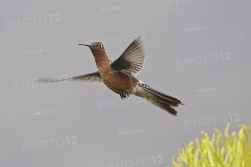 Giant Hummingbird (Patagona gigas), Ecuador