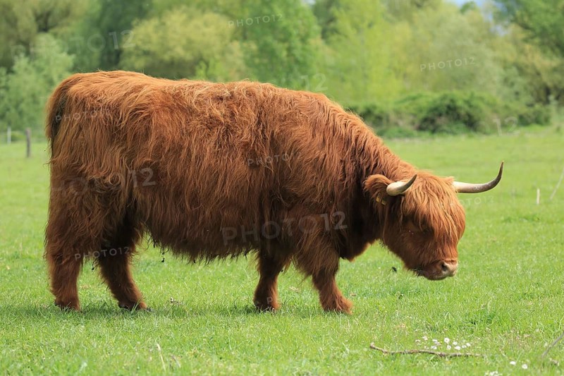 A standing Highland cow with a reddish-brown coat and horns in a vast green landscape, Highland cattle (Bos taurus), a bull in a pasture, Baden-Württemberg, Germany