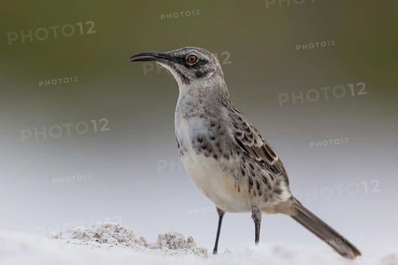 Hood Mockingbird (Mimus macdonaldi), Galapagos, Ecuador