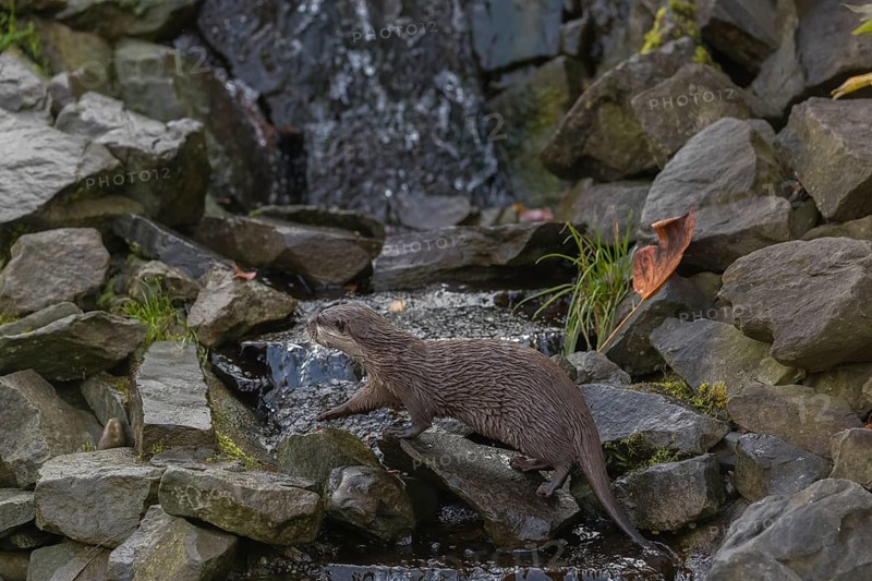 One oriental small-clawed otter or Asian small-clawed otter (Aonyx cinerea), crossing a creek in front of a small cascade. Small rocks around
