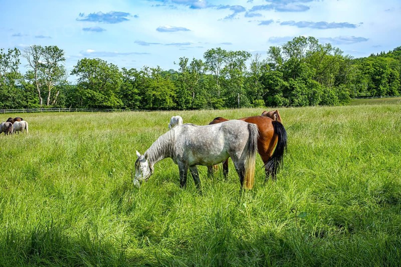 Young horses grazing in the paddocks of the Marbach Principal and State Stud's foal farm in St. Johann, Baden-Württemberg, Germany