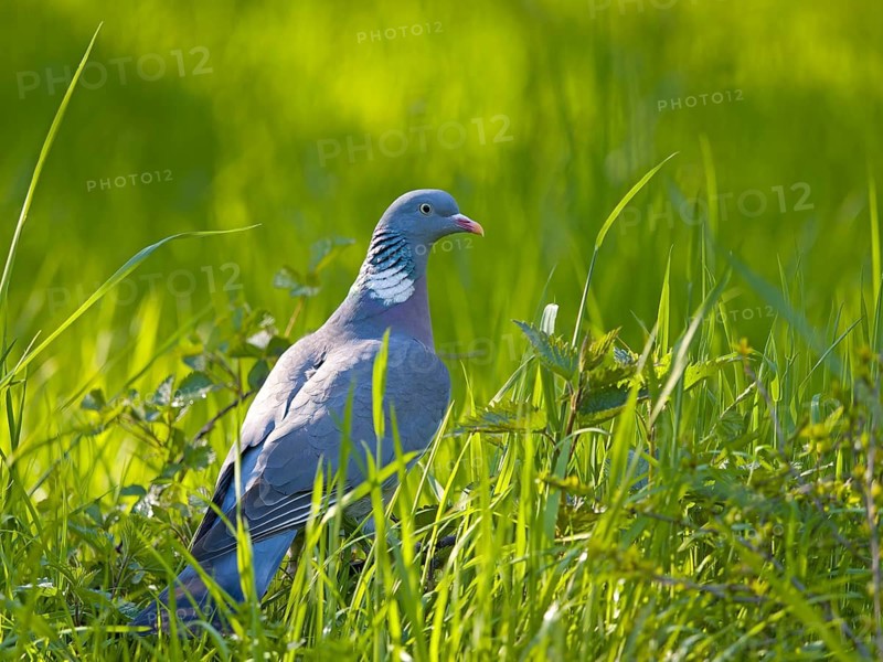 Wood pigeon (Columba palumbus), perched in the grass, Solms, Hesse, Germany