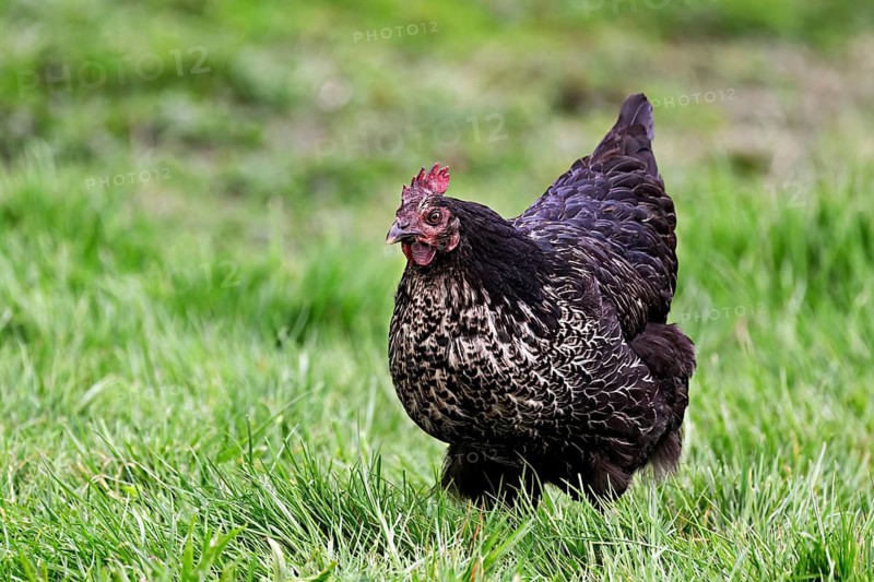 Ancona chicken standing in meadow, Mühlau, Canton of Aargau, Switzerland