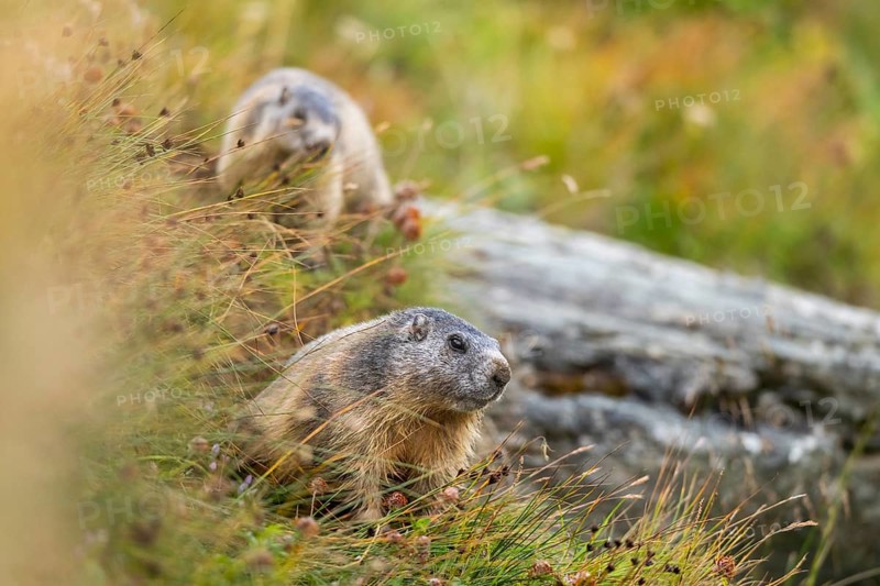 Alpine marmot (Marmota marmota) in autumn, Grossglockner, High Tauern National Park, Austria
