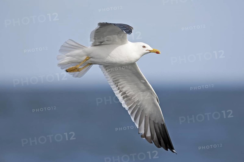 Lesser Black-backed Gull (Larus fuscus) flying, North Sea, Germany