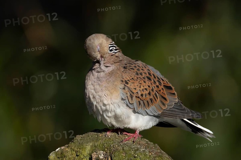 European turtle dove (Streptopelia turtur) adult bird preening, England, United Kingdom