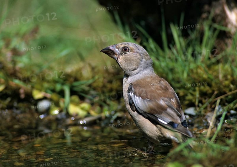 Coccothraustes Coccothraustes, Hawfinch, Heartbiter, Bath, Bird Bath, Birds, Garden, Adolescent, Juvenile, Leo, Passeri, Songbirds, Birdbath, Birds