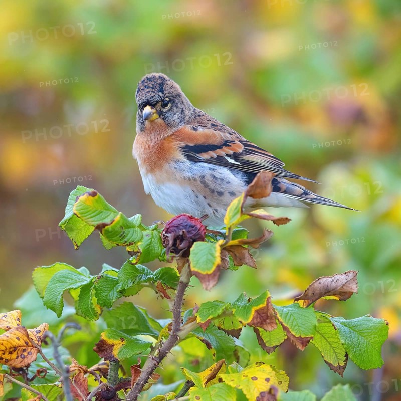 Brambling (Fringilla montifringilla), spring, foraging, Battenberg, Heligoland, Rhineland-Palatinate, Federal Republic of Germany