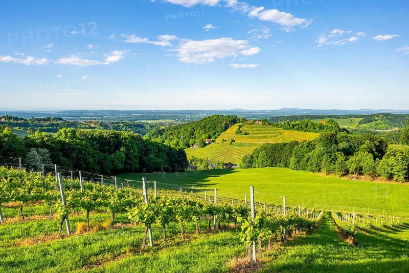 Landscape of the wine yards growing on the hills of southern styria, Austria