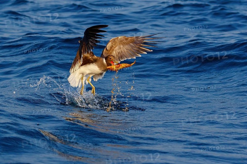 Hemprich's Gull, (Ichthyaetus hemprichii), (Larus hemprichii), Fish Eagle Gull Salalah, Off Mirbat, Dhofar, Oman