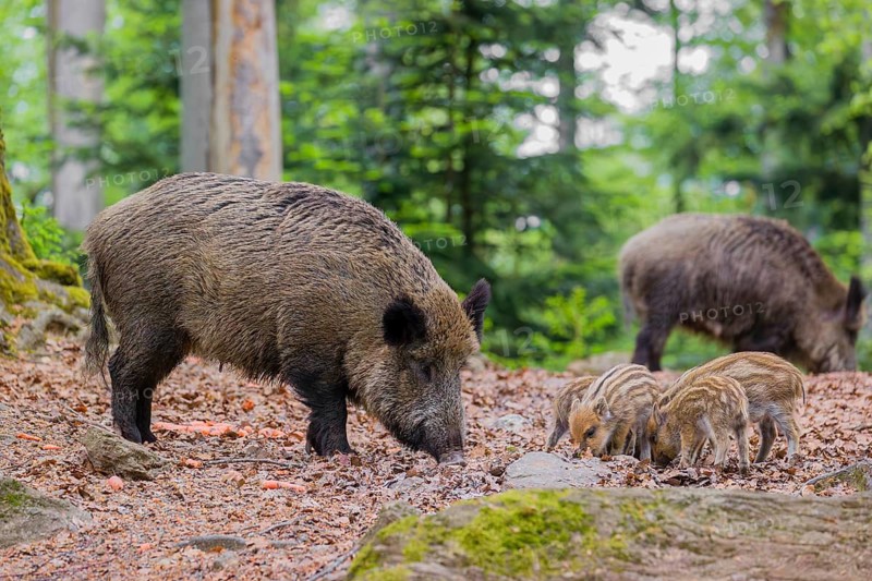 Wild boar (Sus scrofa), adults and piglets, forage for food on the forest floor