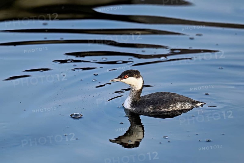 Slavonian grebe (Podiceps auritus), adult, in a white plumage, winter plumage, swimming in Lake Zug, Switzerland