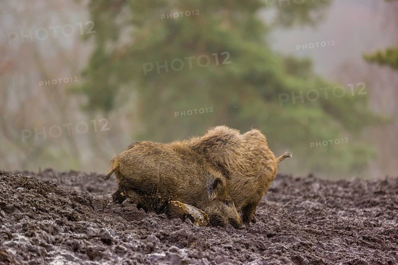 Two wild boars or wild pigs (Sus scrofa) fight in a clearing on a foggy day