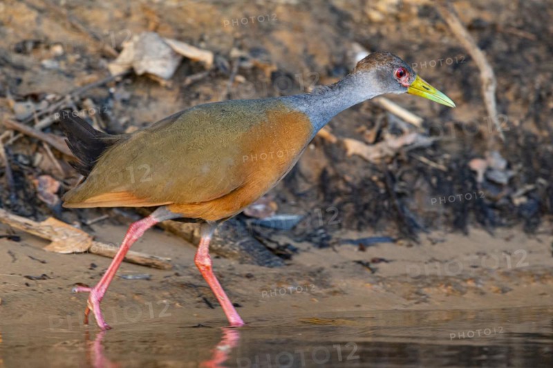 Grey-necked wood rail (Aramides cajanea) Pantanal Brazil
