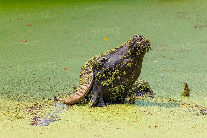 A water buffalo (Bubalus bubalis) swims in a pond covered with duckweed (Lemnoideae) and lifts its head, covered with duckweed, out of the water. Czech Republic