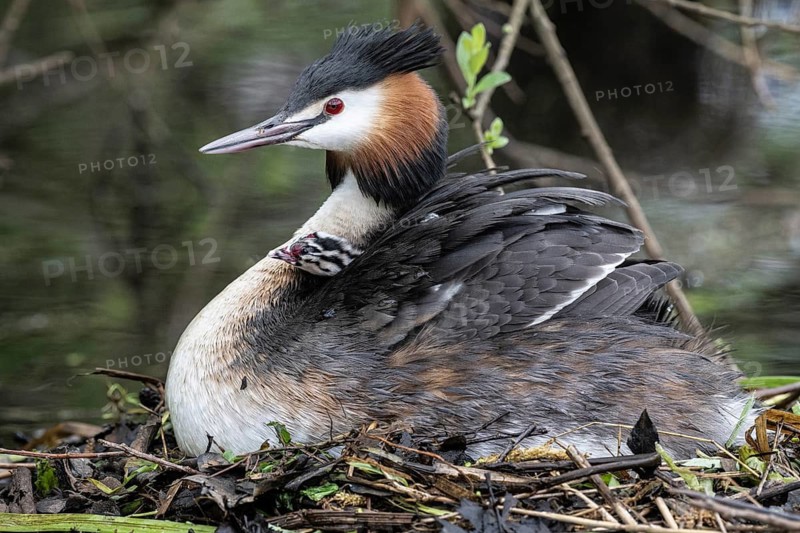 Great Crested Grebe (Podiceps Scalloped ribbonfish) with juveniles, Emsland, Lower Saxony, Germany