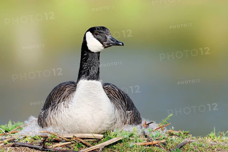 Canada goose (Branta canadensis) sitting brooding on the nest, North Rhine-Westphalia, Germany