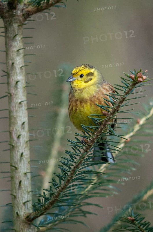 Emberiza citrinella, goldammer, yellowhammer, birds, high size, portrait format, male, passeri, songbirds, birds