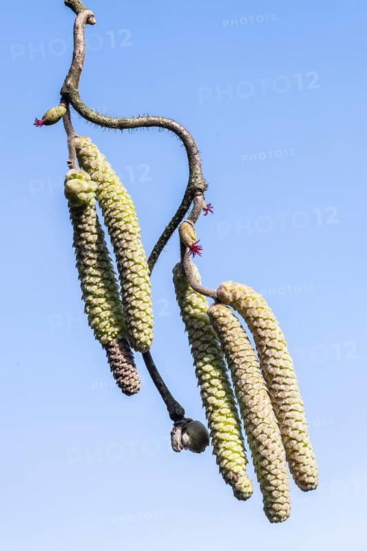 Hazelnut blossoms (Corylus avellana), Emsland, Lower Saxony, Germany