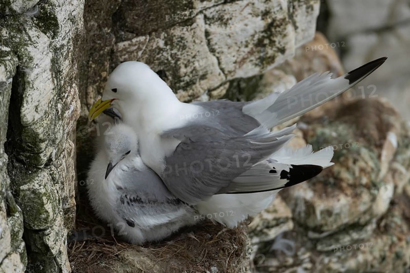 Black legged kittiwake (Rissa tridactyla) adult parent and two juvenile baby seabird birds on a nest on a cliff ledge in summer, England, United Kingdom