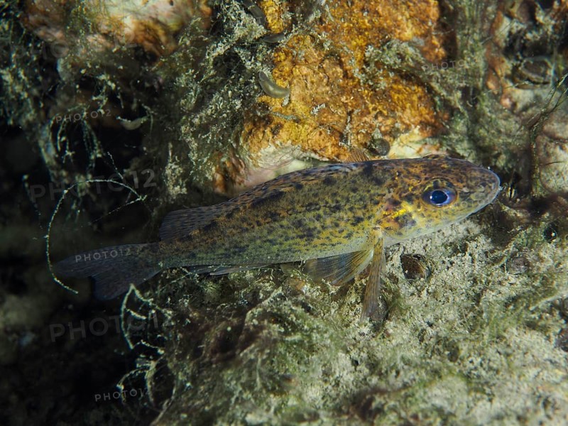 A ruffe (Gymnocephalus cernua) lies on a natural, algae-covered substrate, dive site Zollbrücke, Rheinau, Canton Zurich, Rhine, High Rhine, Switzerland, Jestetten, Germany