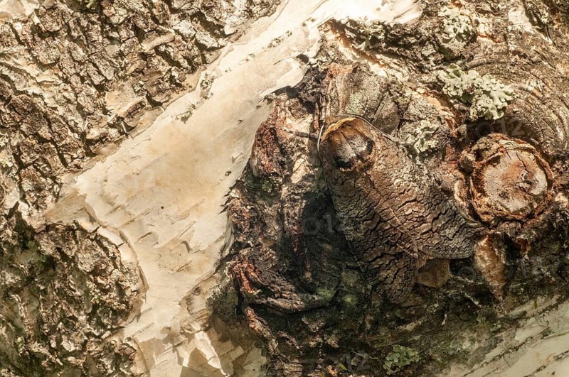 Cossus Cossus, Goat Moth, Sweden, willow borer, butterfly, insects, moths, moths, butterfly, Sweden