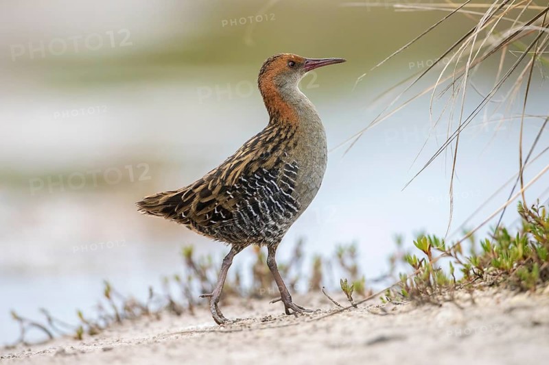Lewin's Rail (Lewinia pectoralis) male, Victoria, Australia