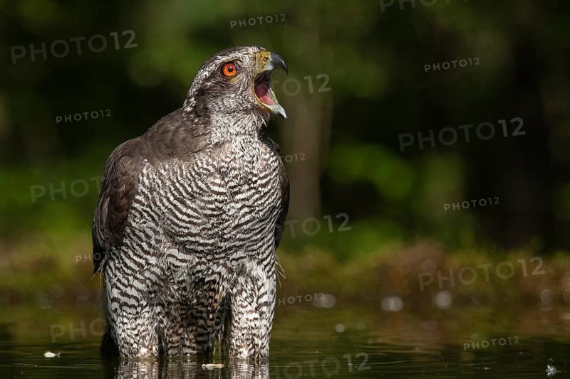 Northern Goshawk (Accipiter gentilis) calling at a waterhole, Subotica, Serbia