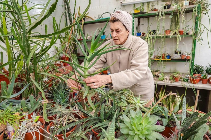 Focused older woman in pink knit headband carefully handles tall aloe plants with both hands inside her home greenhouse, surrounded by echeveria, haworthia, and diverse succulent collections on shelves