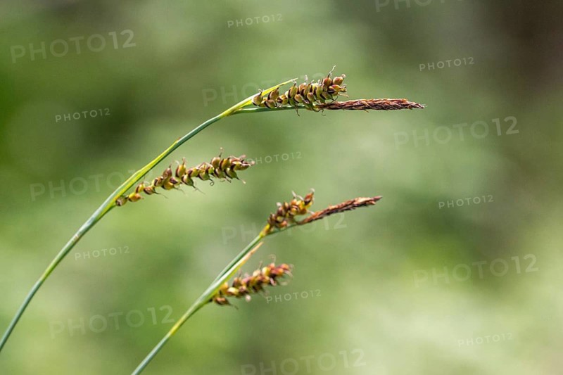 Cyperaceae, millet harrow, sour grass, carex panicea, carnation sedge, flora, plants, plants
