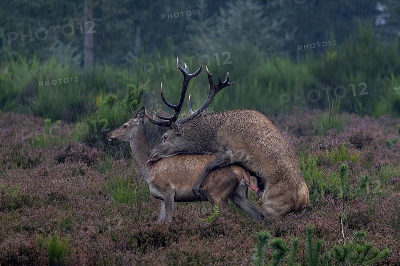 A successful red deer (Cervus elaphus) mating in the pouring rain on a heathland area, red deer rutting season, rutting, mating season, heathland, rain, September, Denmark