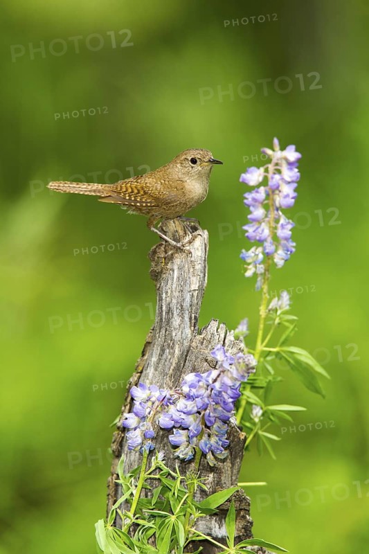 House Wren Troglodytes aedon east of Beaver, Utah, United States 4 July Adult with Lupine flowers. Troglodytidae