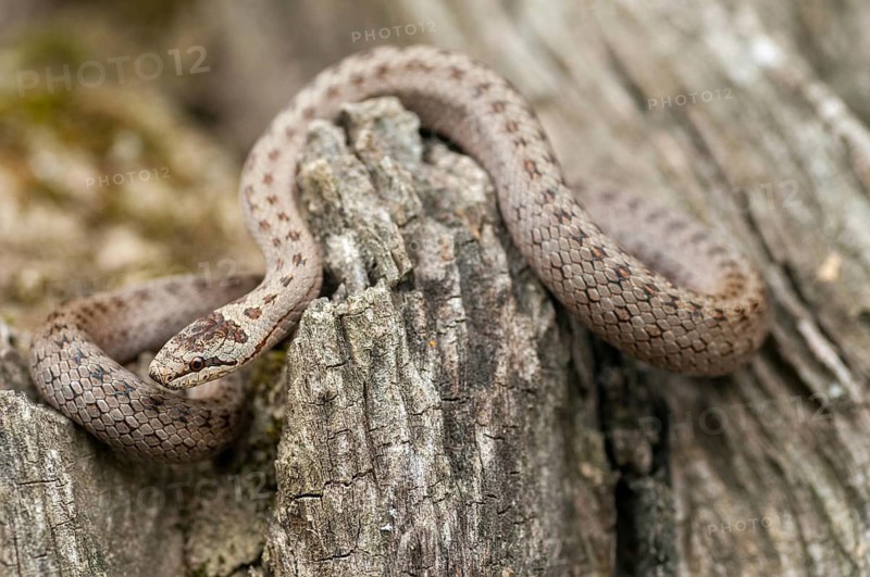 Coronella Austriaca, smooth snake, critters, reptilia, reptilia, reptiles, snakes, snakes
