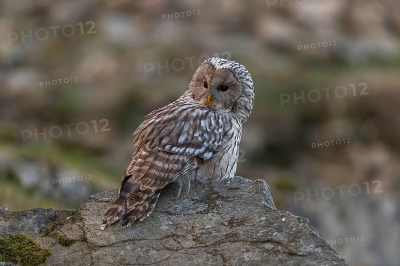 One tawny owl or brown owl (Strix aluco) sitting on a rock and looking for prey
