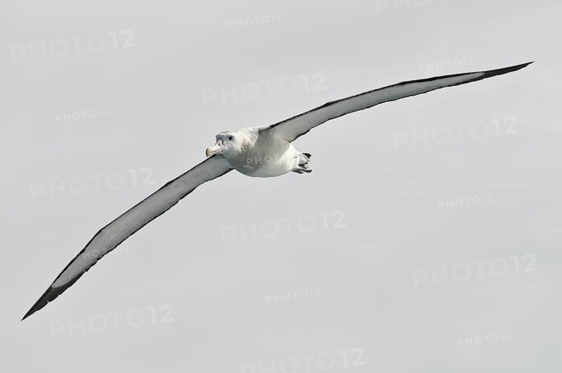 Wandering Albatross (Diomedea exulans), Antarctica