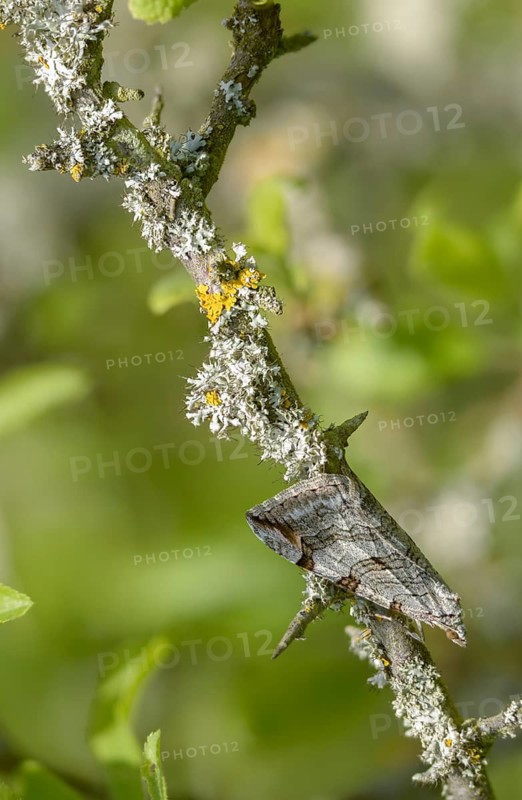 Aplocera plagiata, defoliating moth, large St. John's wort tensioner, St. John's wort inchworm, camouflage, high size, portrait format, insects, moths, moths, butterflies, camouflage, treble bar