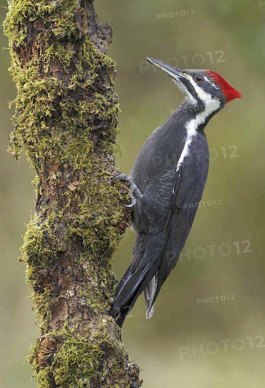 Pileated Woodpecker (Dryocopus pileatus), British Columbia, Canada
